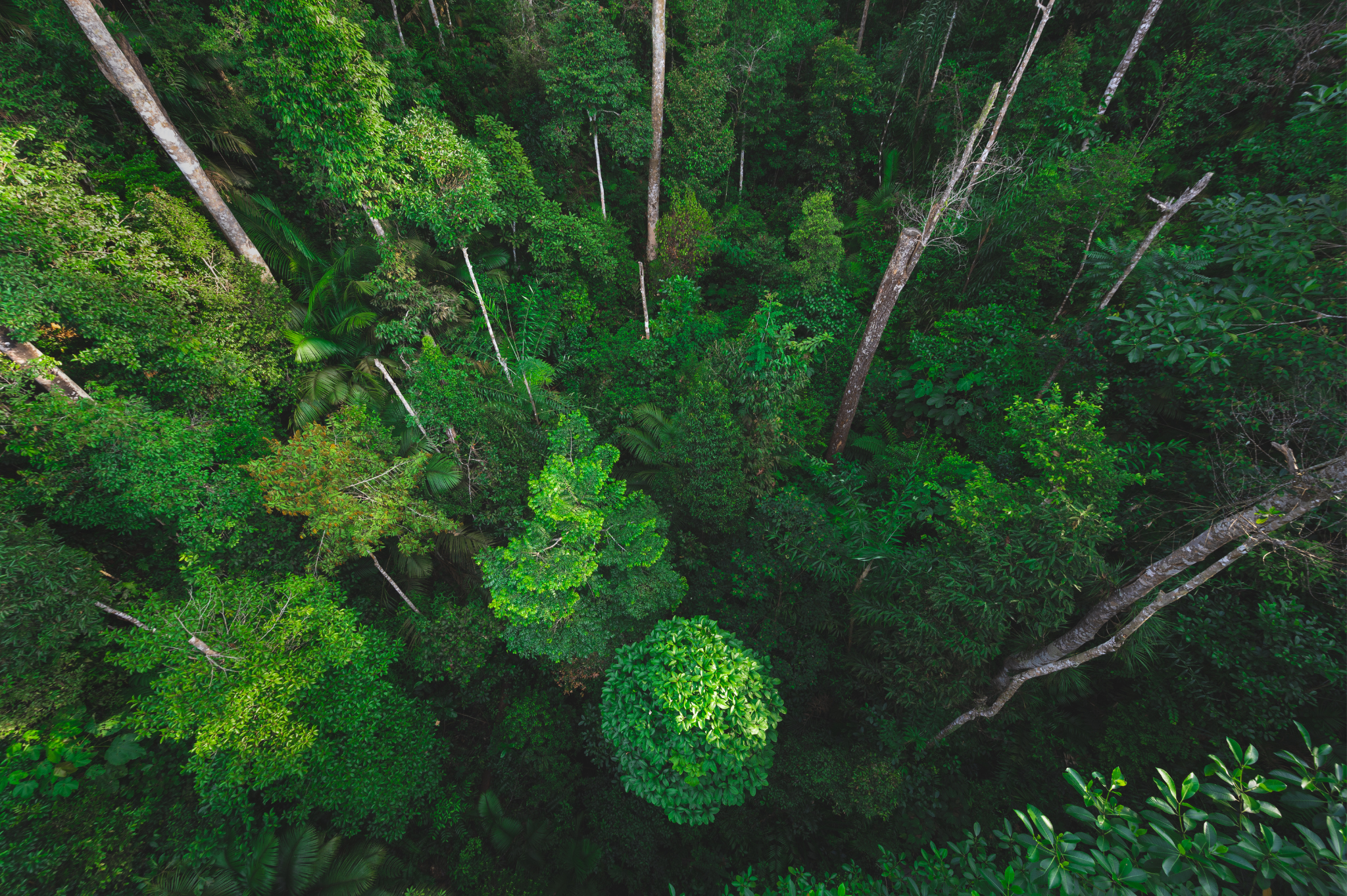 Green Trees in a Forest