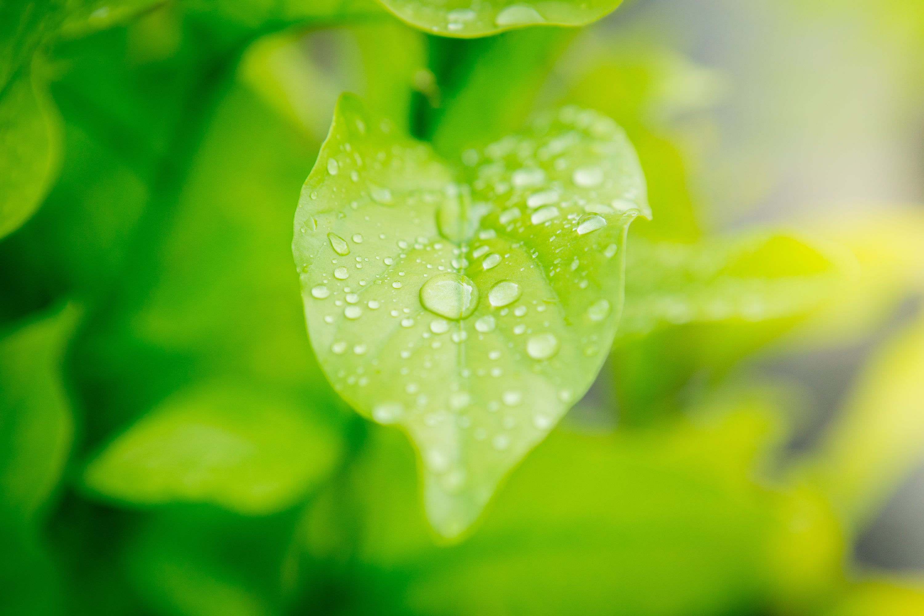 water beading on plant leaf, lotus effect