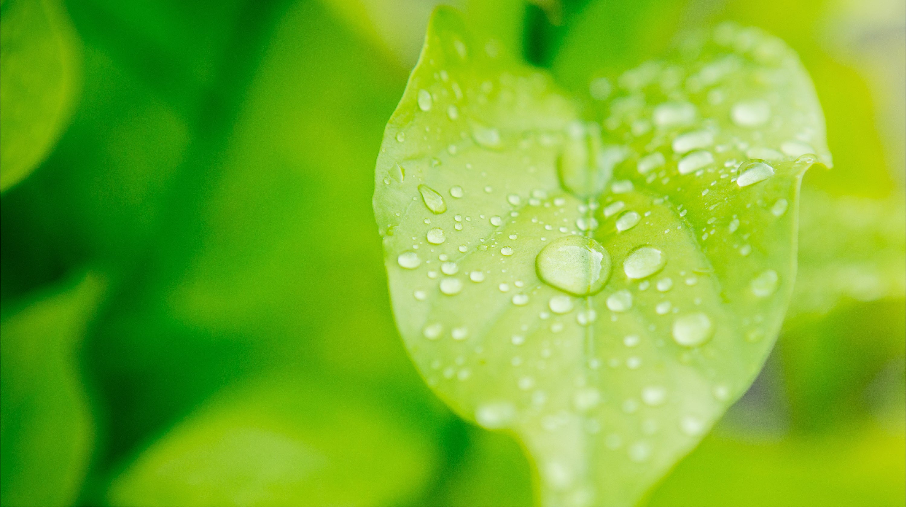 water beading on plant leaf, lotus effect