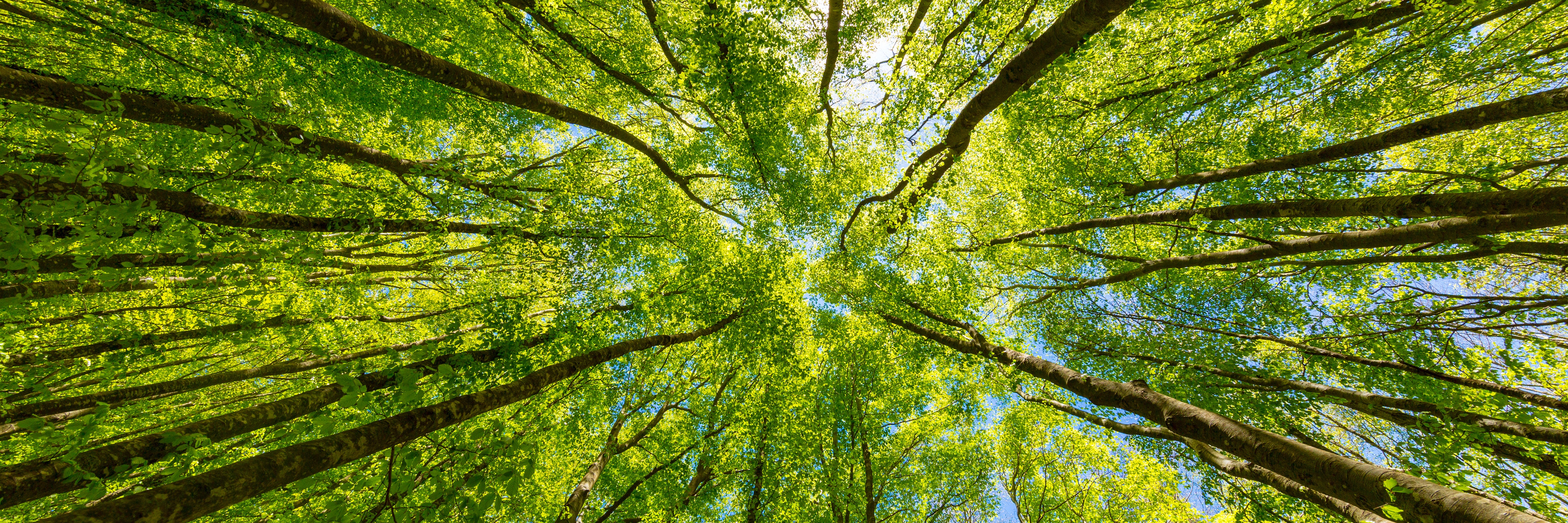 trees from below
