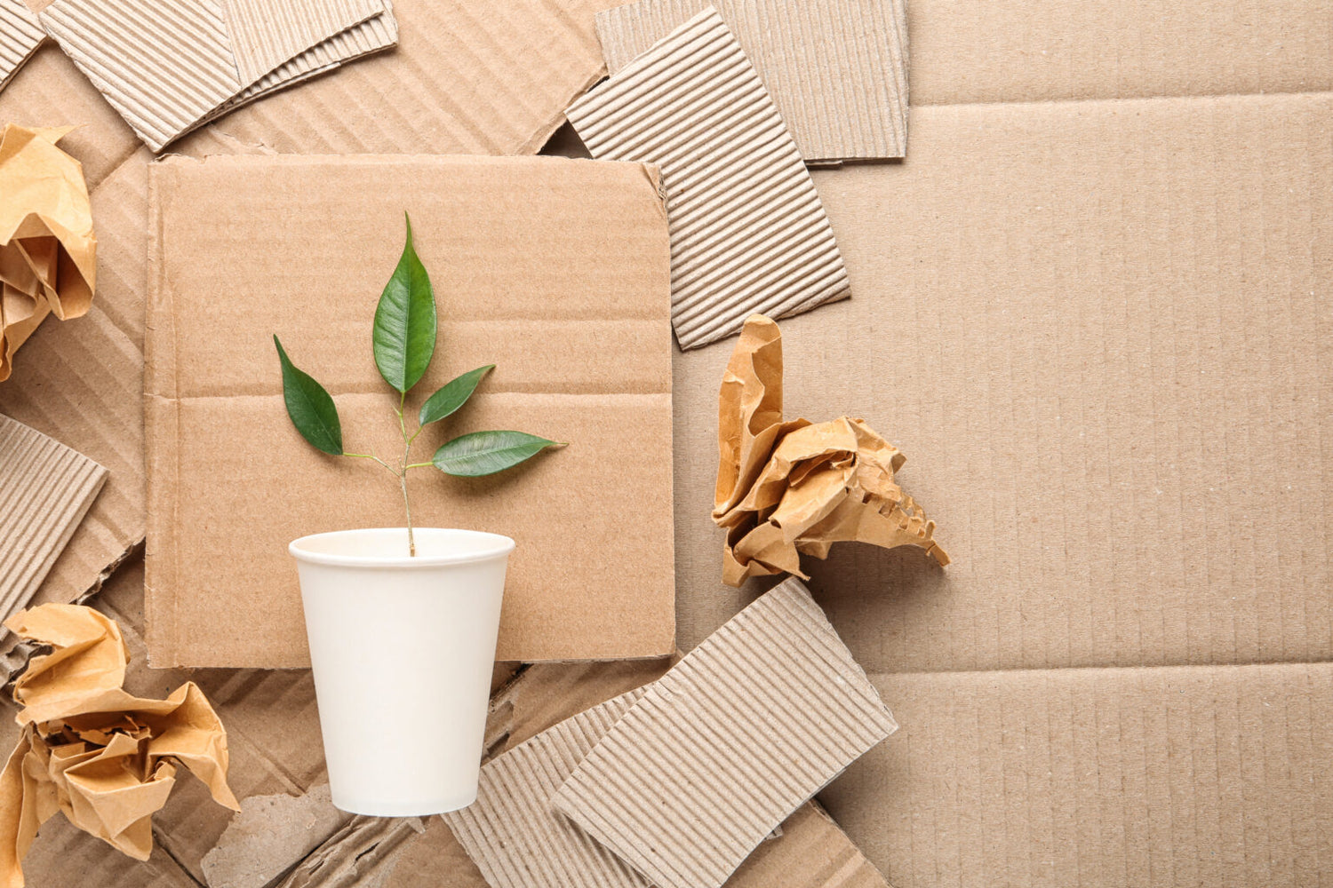 Plant Laying on Cardboard Background