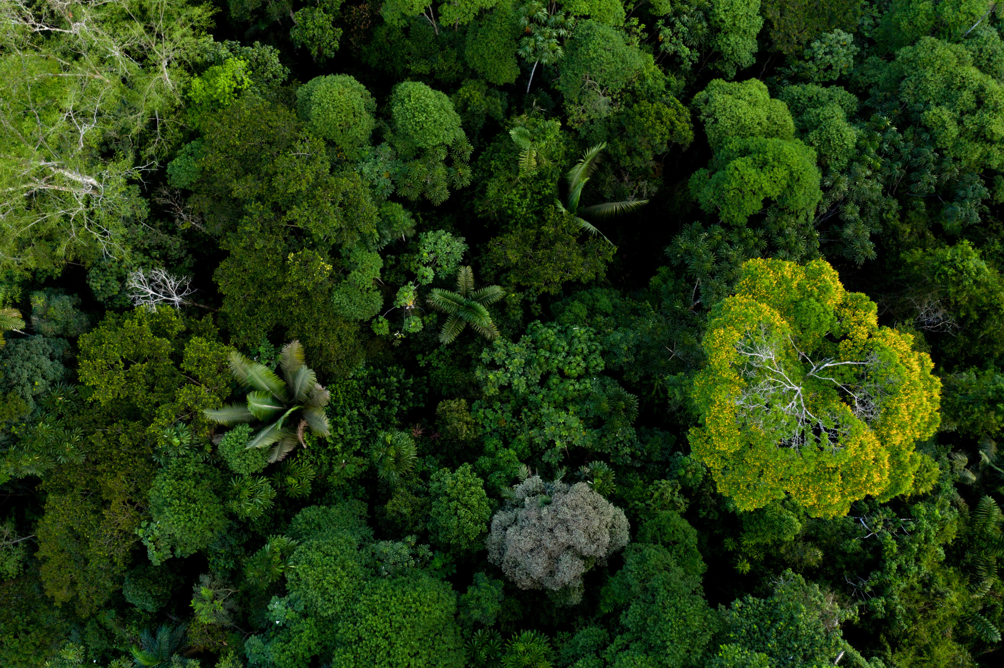 Greenery