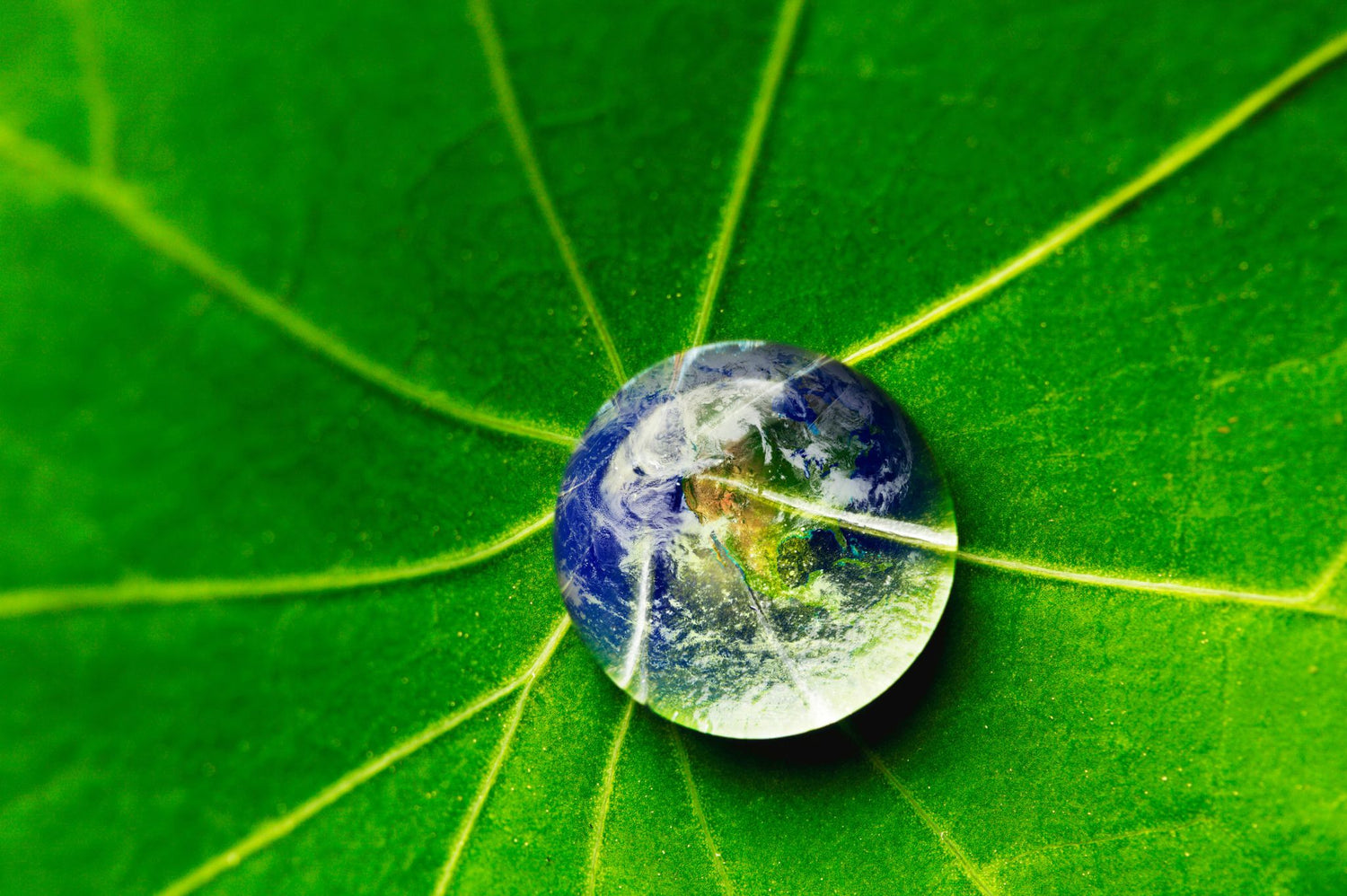 Water droplet Globe on Leaf