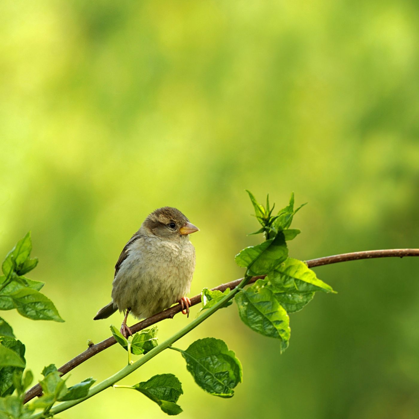 bird on a tree branch